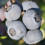 Миниатюра 2. Голубика 