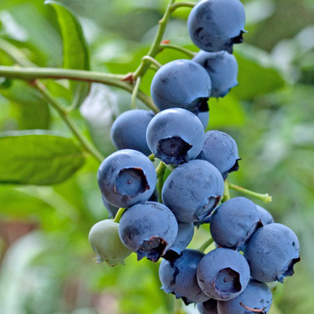 Фото 4. Голубика 