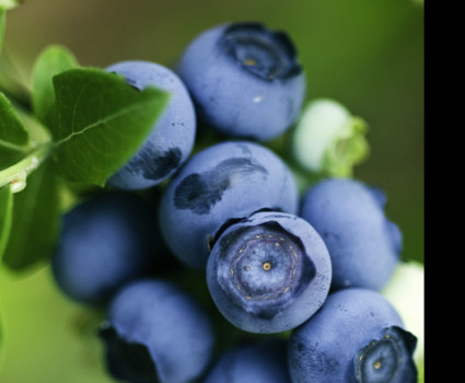 Голубика Чандлер в каталоге СЦ Корекозево