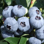 Миниатюра 4. Голубика 