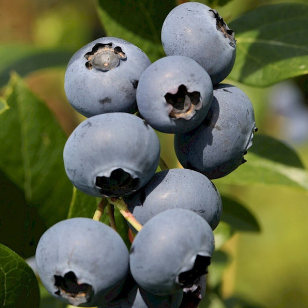 Фото 2. Голубика 