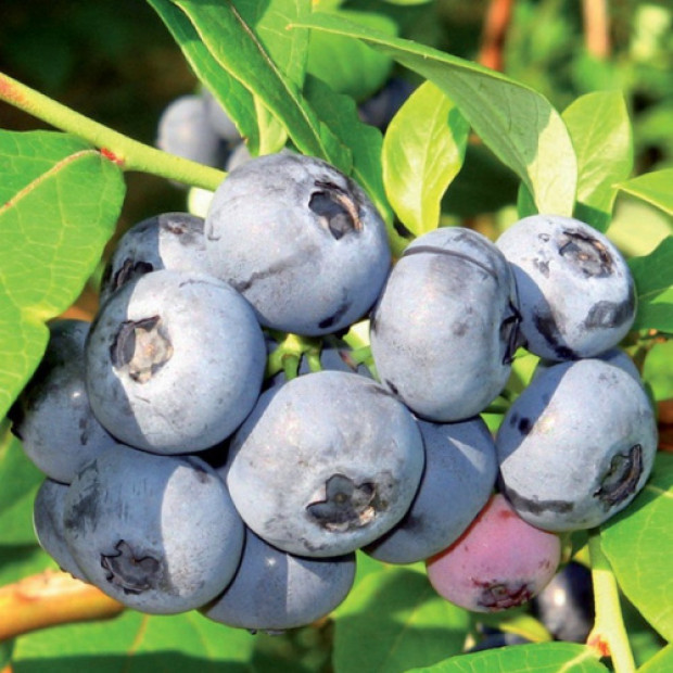 Фото 3. Голубика 