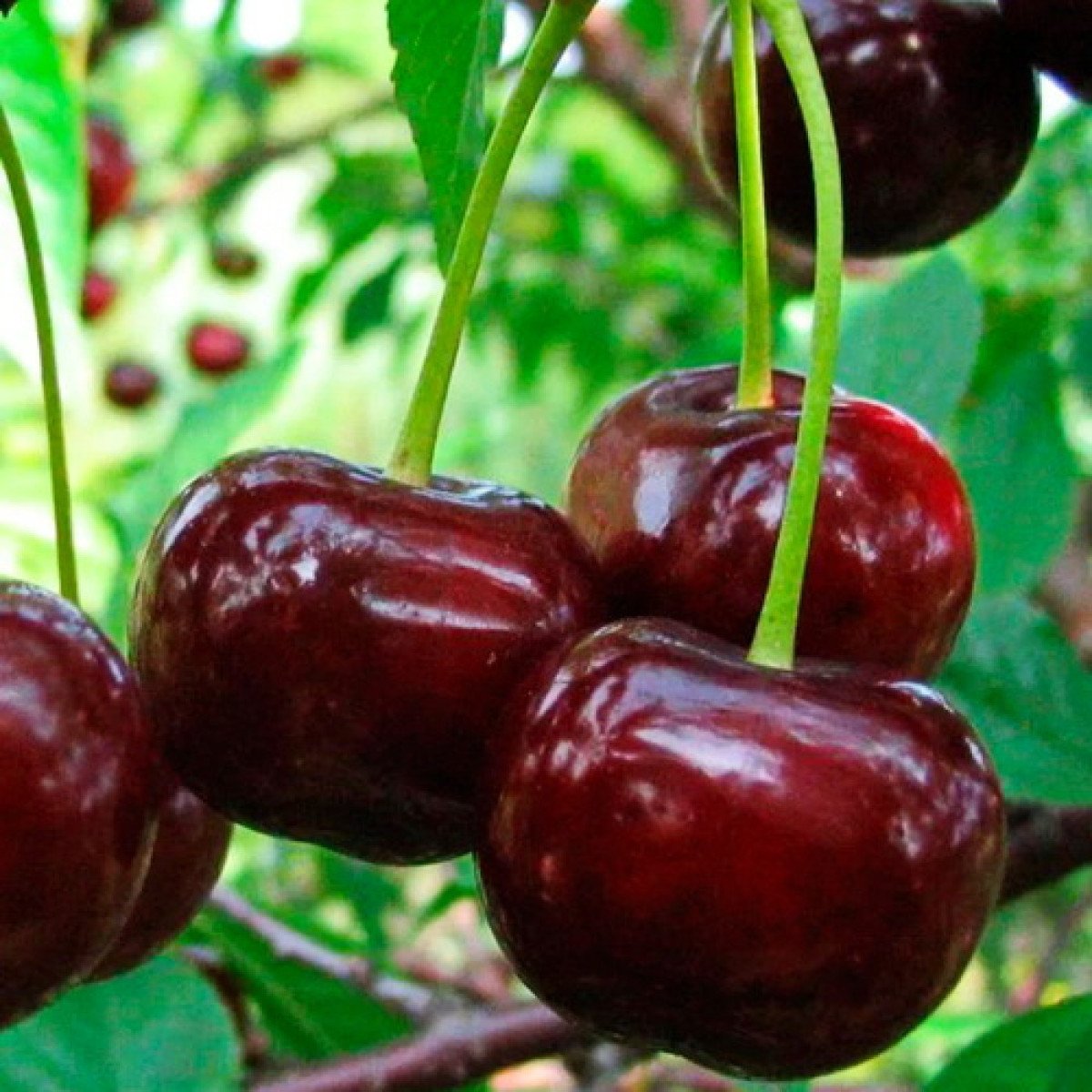 Дюк «Ходоса» в каталоге СЦ Корекозево