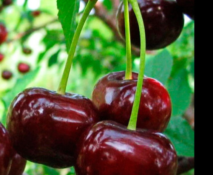 Дюк «Ходоса» в каталоге СЦ Корекозево