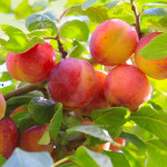 Миниатюра 1. Слива «Болховчанка» в каталоге СЦ Корекозево