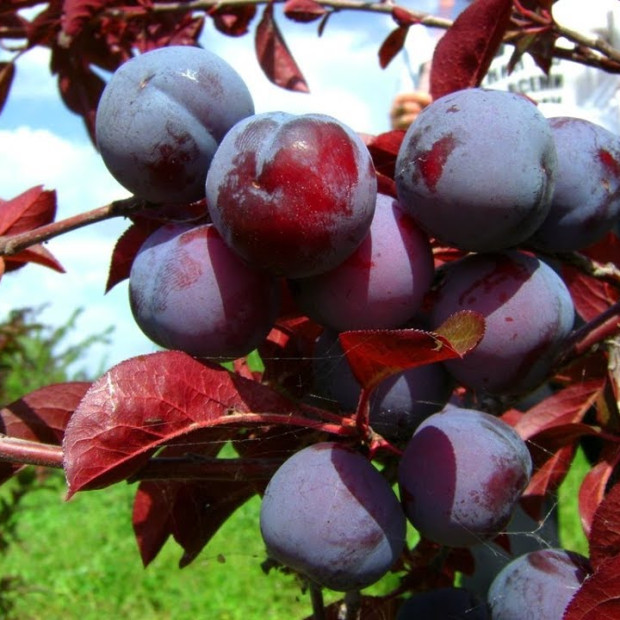 Фото 1. Слива краснолистная «Голливуд» в каталоге СЦ Корекозево