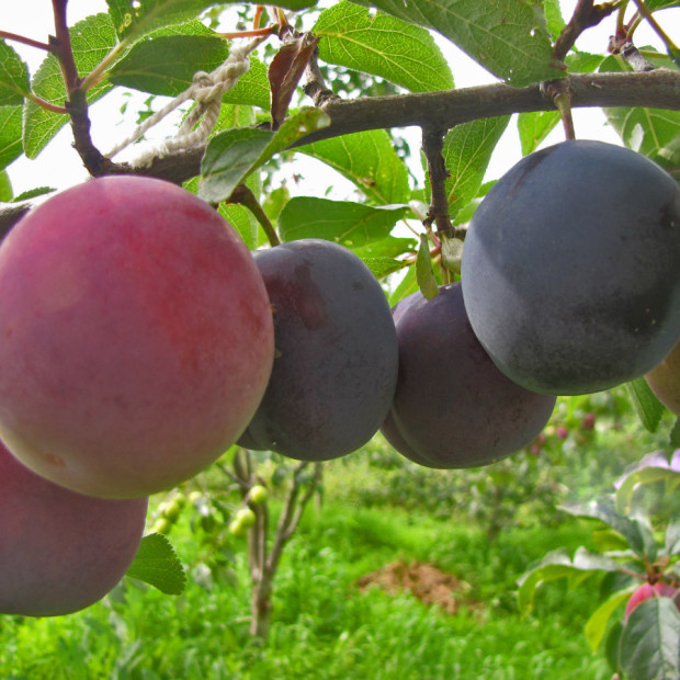 Фото 1. Слива «Стартовая» в каталоге СЦ Корекозево