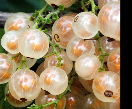 Смородина белая «Белая Фея» в каталоге СЦ Корекозево