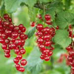 Миниатюра 2. Смородина «Голландская красная» в каталоге СЦ Корекозево