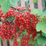 Миниатюра 1. Смородина «Голландская красная» в каталоге СЦ Корекозево