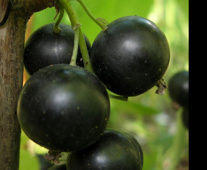 Смородина черная «Добрыня» в каталоге СЦ Корекозево