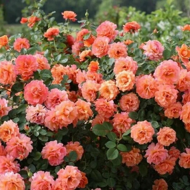 Фото 3. Роза 