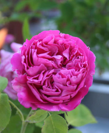 роза Paul Neyron в каталоге СЦ Корекозево