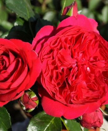 Роза Eric Tabarly в каталоге СЦ Корекозево