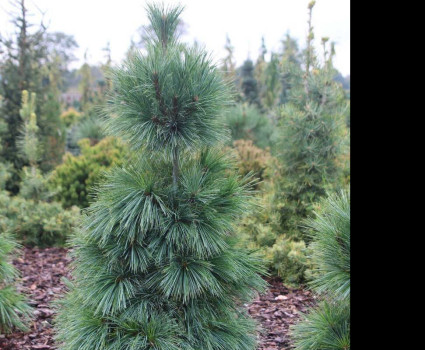 Сосна Шверина Wiethorst в каталоге СЦ Корекозево