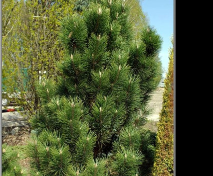 Сосна черная Green Rocket в каталоге СЦ Корекозево