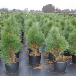 Миниатюра 2. Сосна черная 