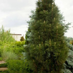 Миниатюра 4. Сосна черная 