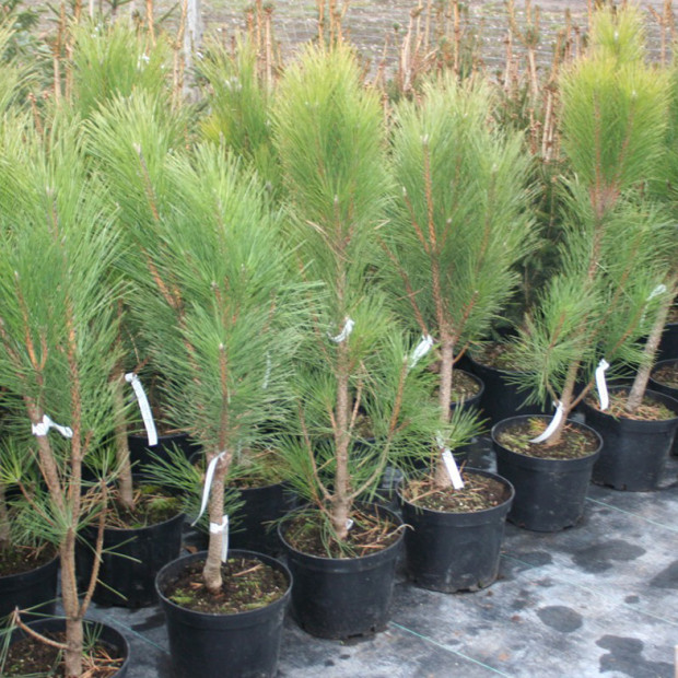 Фото 3. Сосна черная 