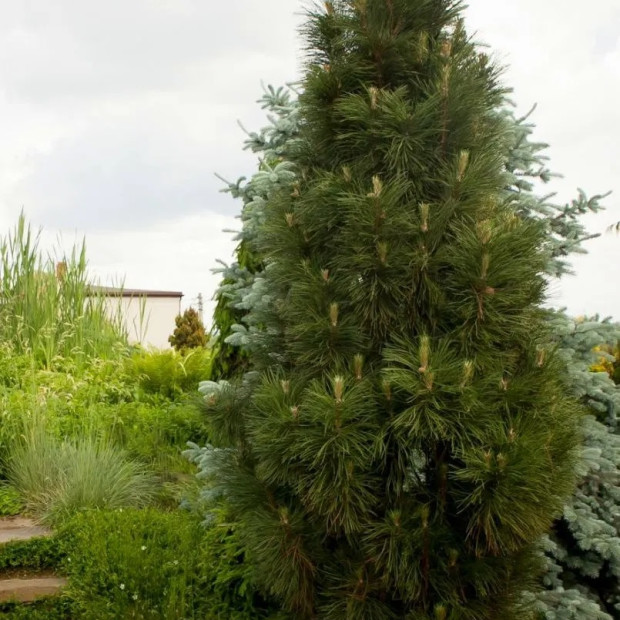 Фото 4. Сосна черная 