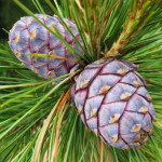 Миниатюра 3. Сосна кедровая европейская в каталоге СЦ Корекозево