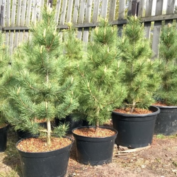 Фото 2. Сосна кедровая европейская в каталоге СЦ Корекозево