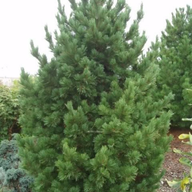 Фото 1. Сосна кедровая европейская в каталоге СЦ Корекозево