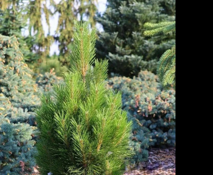 Сосна черная Kleiner Turm в каталоге СЦ Корекозево