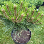 Миниатюра 2. Сосна черная 