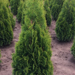 Миниатюра 3. Туя западная 