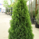 Миниатюра 4. Туя западная 