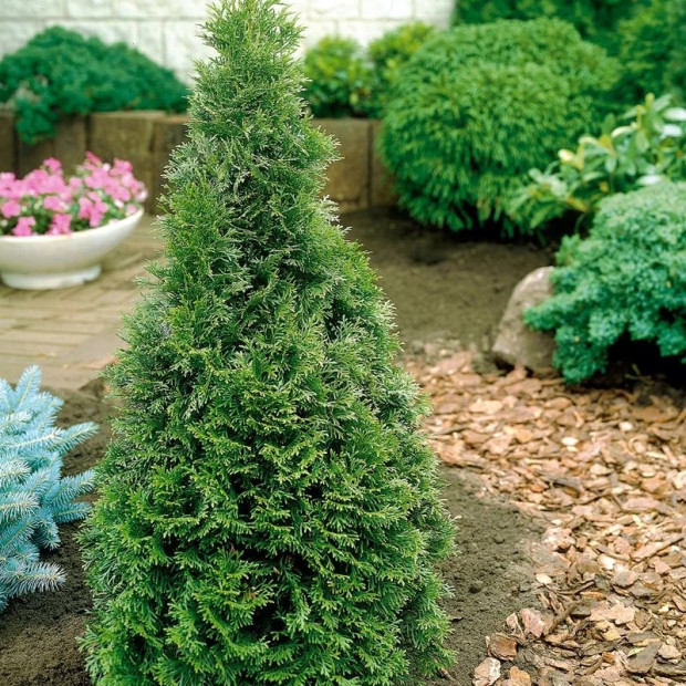 Фото 2. Туя западная 