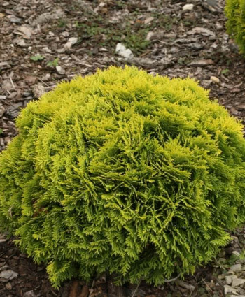 Туя западная Mirjam в каталоге СЦ Корекозево