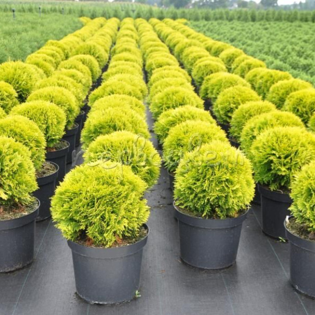 Фото 3. Туя западная 