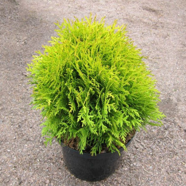 Фото 4. Туя западная 