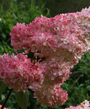 Гортензия метельчатая Ванила Фрайз в каталоге СЦ Корекозево