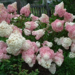 Миниатюра 3. Гортензия метельчатая 