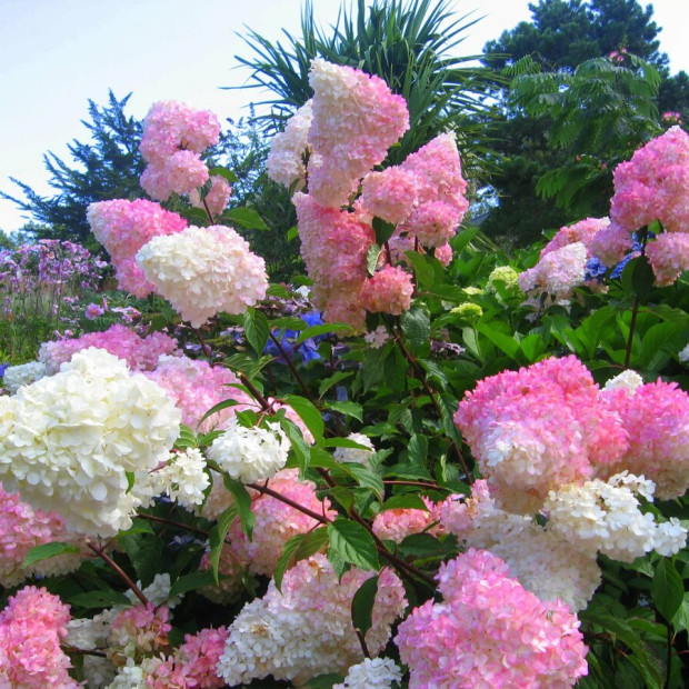 Фото 2. Гортензия метельчатая 