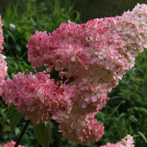 Фото 1. Гортензия метельчатая 