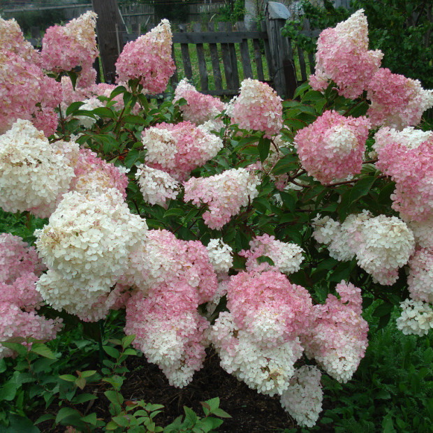 Фото 3. Гортензия метельчатая 