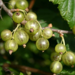 Миниатюра 2. Смородина зеленая  «Изумрудное ожерелье» в каталоге СЦ Корекозево