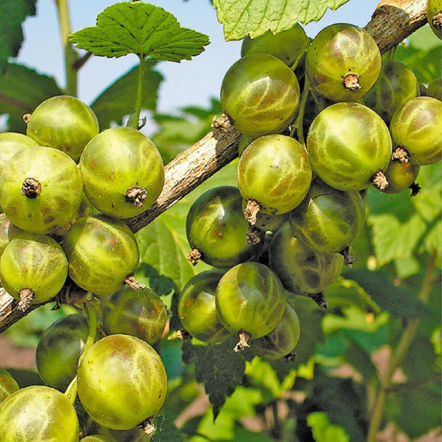 Фото 1. Смородина зеленая  «Изумрудное ожерелье» в каталоге СЦ Корекозево