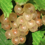 Миниатюра 1. Смородина белая «Смольяниновская» в каталоге СЦ Корекозево