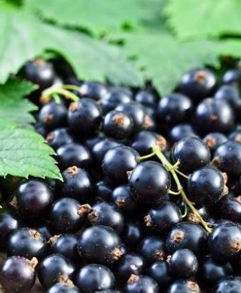 Смородина черная «Титания» в каталоге СЦ Корекозево