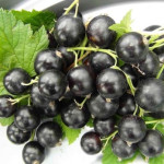 Миниатюра 3. Смородина черная «Титания» в каталоге СЦ Корекозево