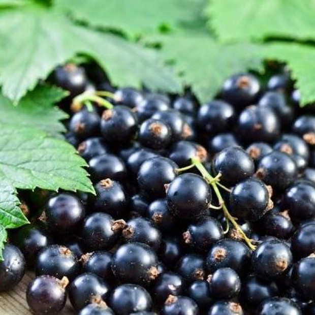 Фото 1. Смородина черная «Титания» в каталоге СЦ Корекозево