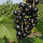 Миниатюра 1. Смородина черная «Церера» в каталоге СЦ Корекозево