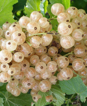 Смородина «Версальская белая» в каталоге СЦ Корекозево