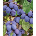 Миниатюра 1. Слива «Волжская красавица» в каталоге СЦ Корекозево