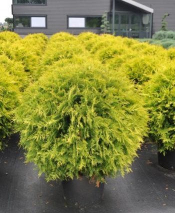 Туя западная Голден Глоб в каталоге СЦ Корекозево